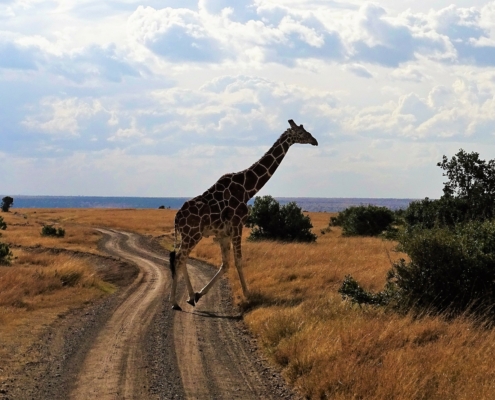 Kenia Giraffe