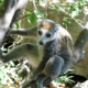 Kronenmaki Madagaskar