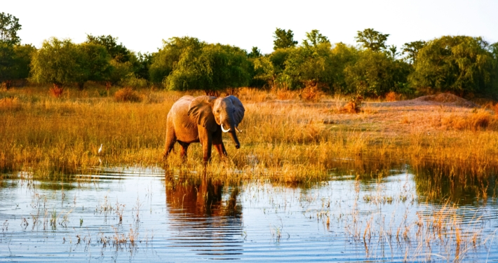 Elefant Lake Kariba