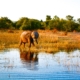 Elefant Lake Kariba