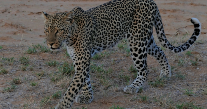 Leopard in Kenia