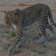 Leopard in Kenia