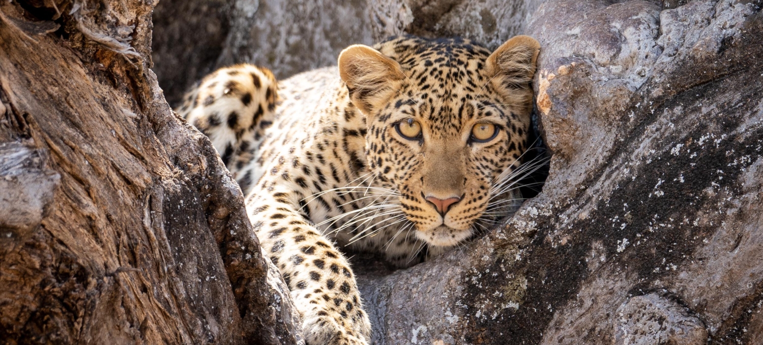 Leopard im Ruaha Nationalpark