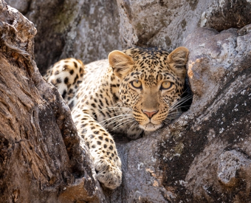 Leopard im Ruaha Nationalpark