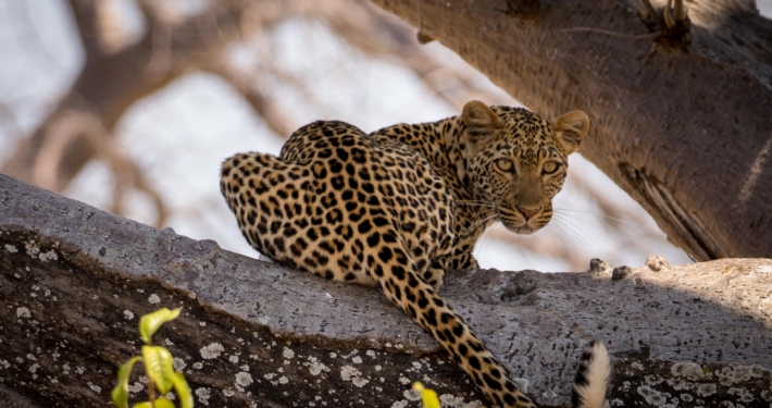 junger Leopard im Ruaha Nationalpark