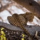 junger Leopard im Ruaha Nationalpark