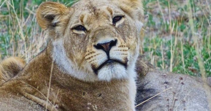 Löwe im Chobe Nationalpark