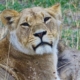 Löwe im Chobe Nationalpark