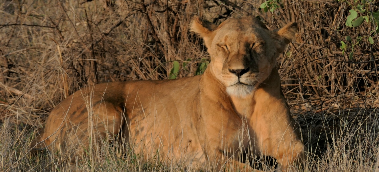 müder Löwe Kenia