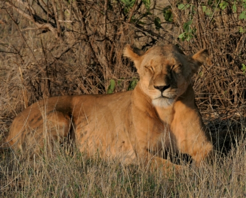 müder Löwe Kenia