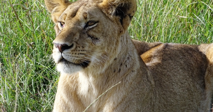 Löwe Masai Mara
