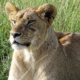 Löwe Masai Mara