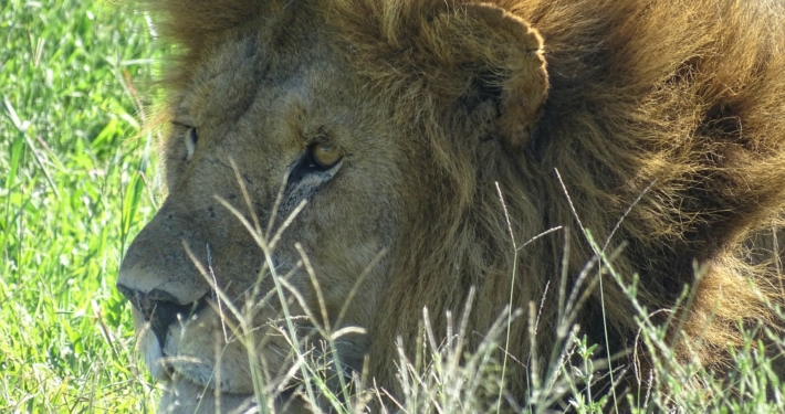 Löwe in der Serengeti