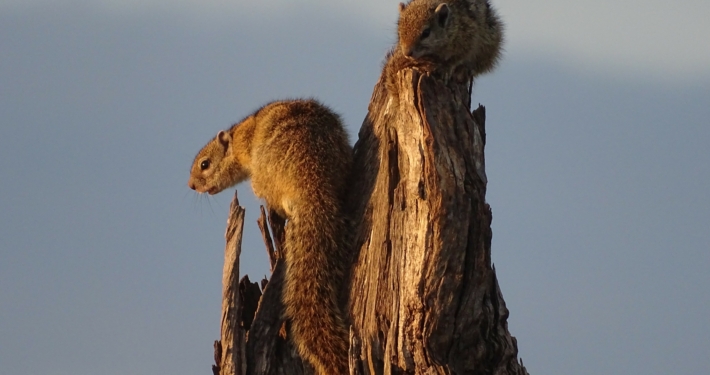 Mangusten in Savuti auf einer Botswana Safari