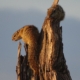 Mangusten in Savuti auf einer Botswana Safari