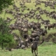 Große Migration Gnus