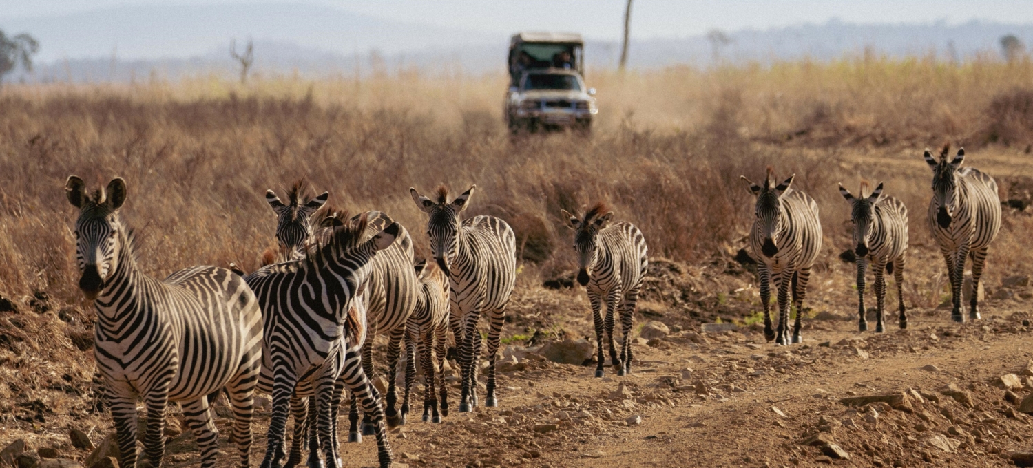 Zebra Gruppe im Mikumi Nationalpark