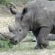 Nashorn im Krüger Nationalpark