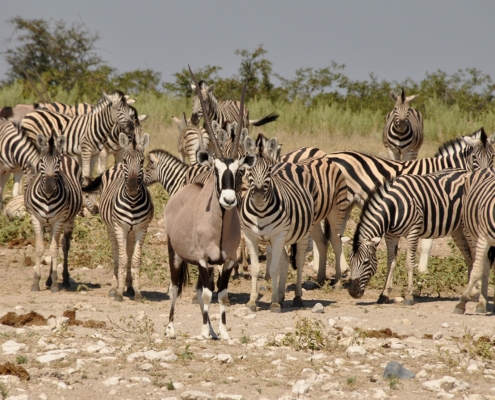 Zebras und Oryx im Etosha Nationalpark