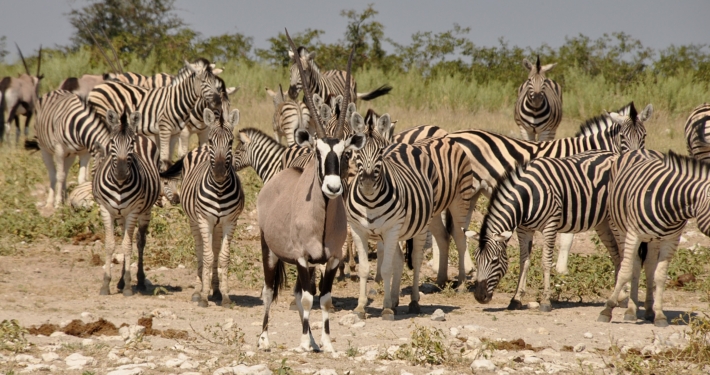 Zebras und Oryx im Etosha Nationalpark