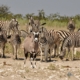 Zebras und Oryx im Etosha Nationalpark