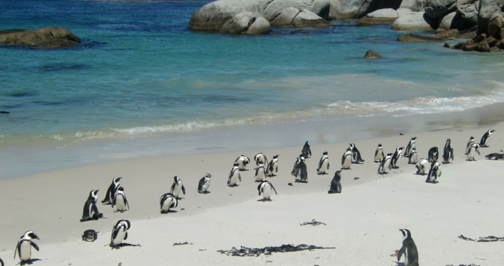 Pinguine in Südafrika