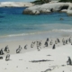 Pinguine in Südafrika