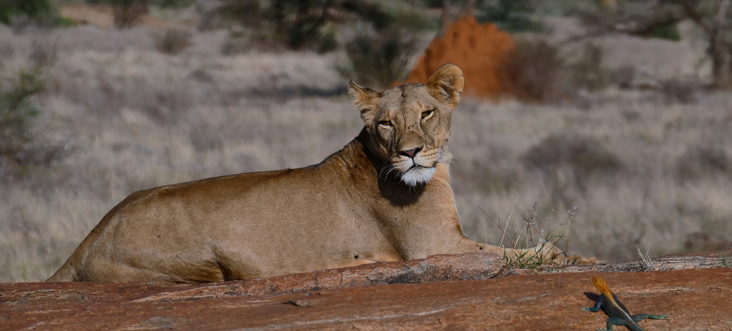 Löwe und Eidechse in Samburu Kenia