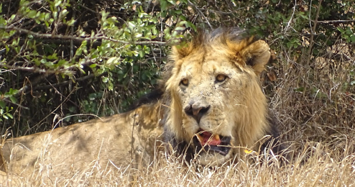 Löwe Kenia