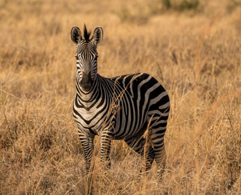 Zebra im Mikumi Nationalpark