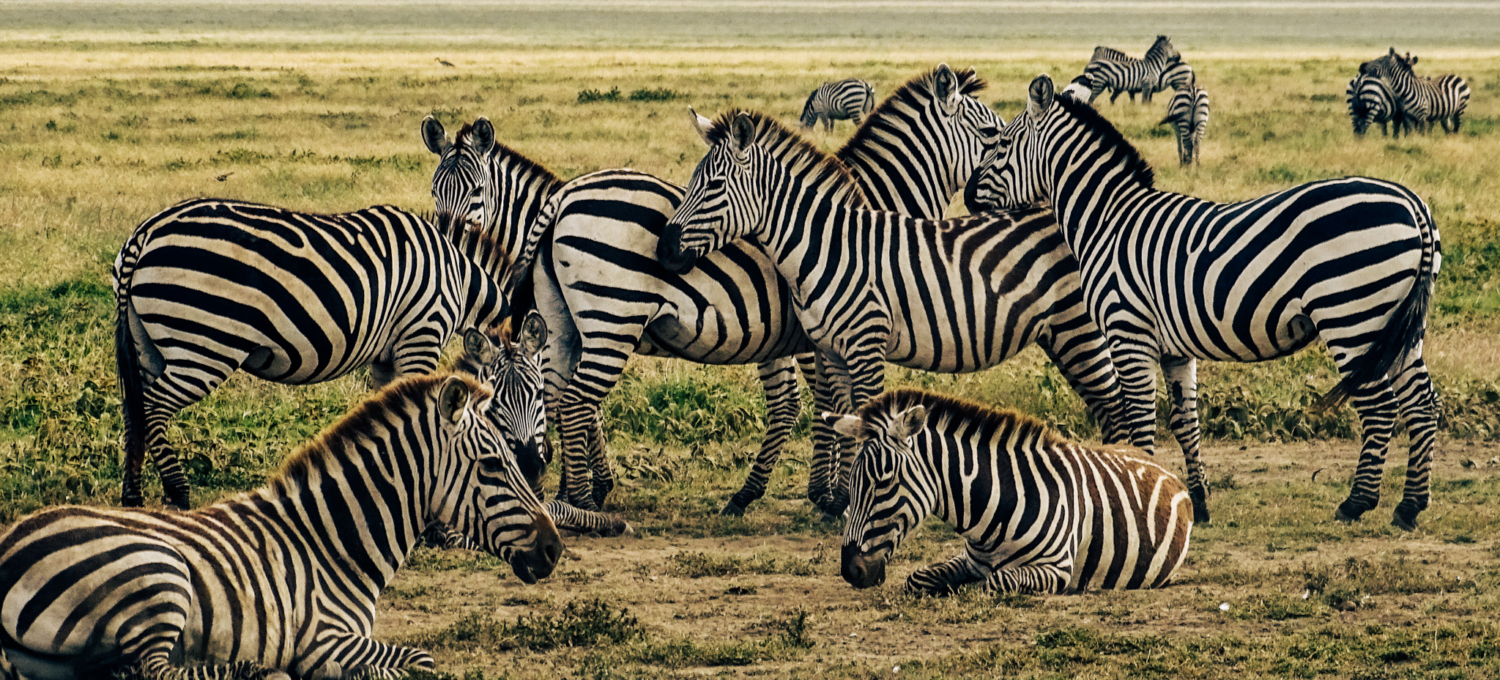 Zebragruppe in der Serengeti