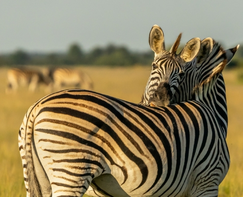 Zebras im Sonnenaufgang auf einer Botswana Safari