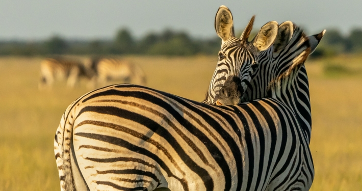 Zebras im Sonnenaufgang auf einer Botswana Safari