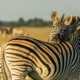 Zebras im Sonnenaufgang auf einer Botswana Safari