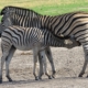 Zebras Moremi
