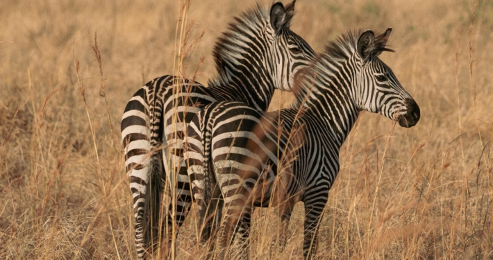 Zebras im Mikumi Nationalpark