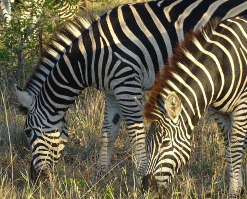 Zebras im Krüger Nationalpark
