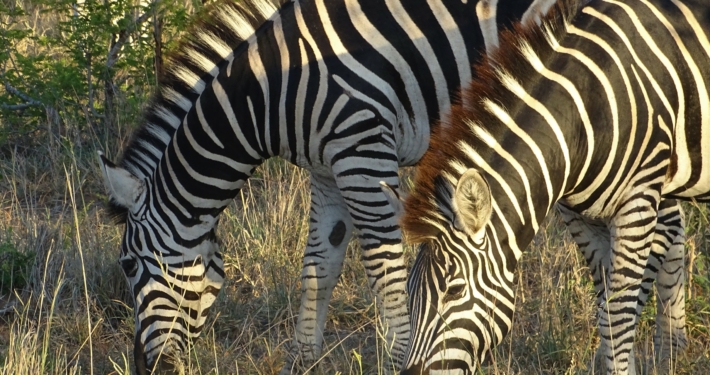 Zebras im Krüger Nationalpark