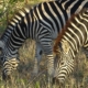 Zebras im Krüger Nationalpark