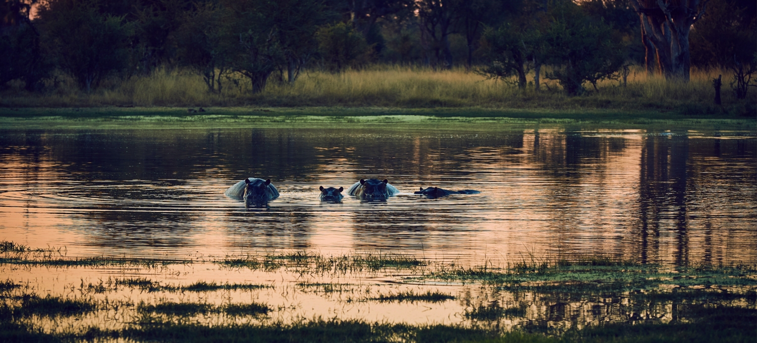 Flusspferde Simbabwe