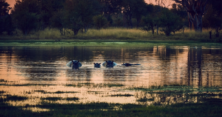 Flusspferde Simbabwe