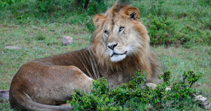 Löwe in Kenia