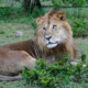Löwe in Kenia