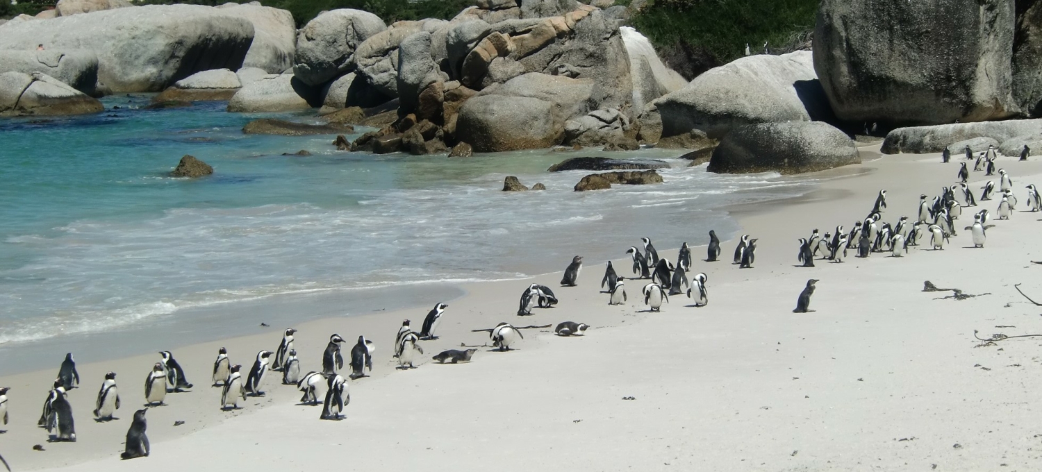 Pinguine Südafrika