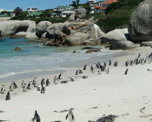 Pinguine Südafrika