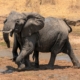 rennender Elefant im Ruaha Nationalpark