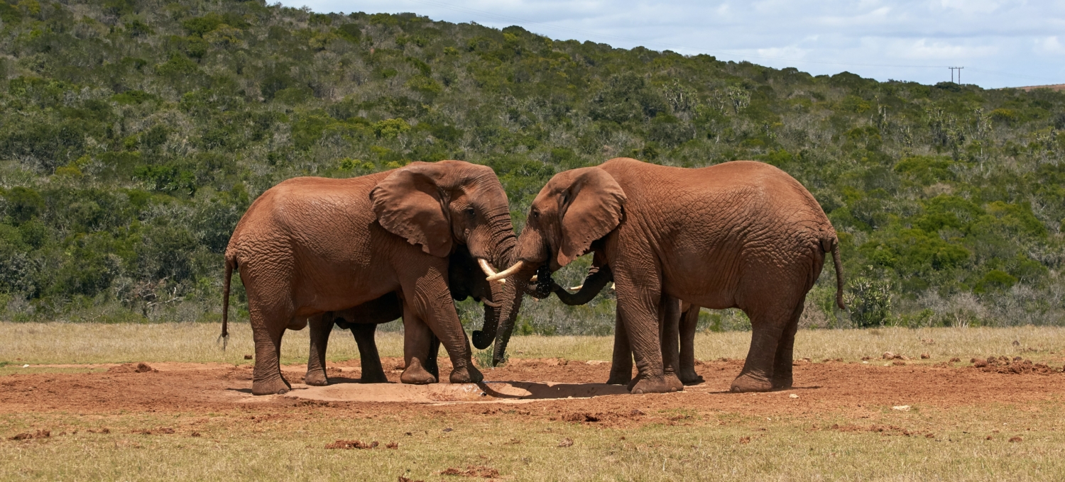 Elefanten im Addo