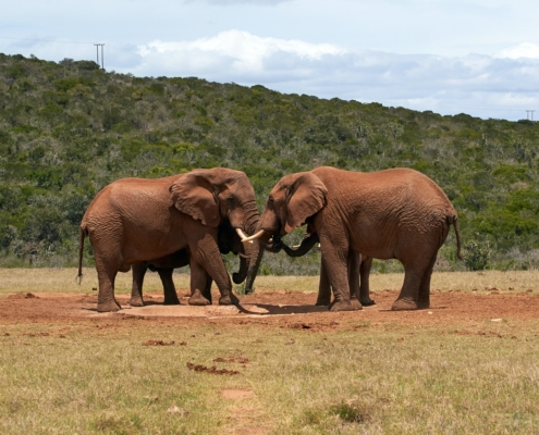 Elefanten im Addo