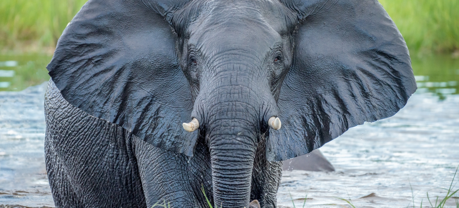 Elefant Botswana