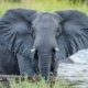 Elefant Botswana